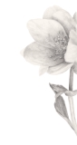 Diese Blume, 2019, Bleistift auf Papier, 29,7 x 13 cm