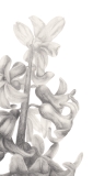 Diese Blume, 2019, Bleistift auf Papier, 29,7 x 13 cm