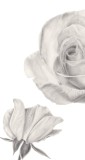 Diese Blume, 2019, Bleistift auf Papier, 29,7 x 13 cm