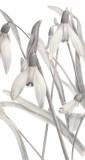 Diese Blume, 2019, Bleistift auf Papier, 29,7 x 13 cm