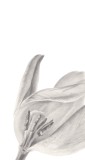 Diese Blume, 2019, Bleistift auf Papier, 29,7 x 13 cm